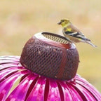 Bird Feeder with Wide 3.94-Inch Dish and Rust-Resistant Metal, Hanging or Pole Mount Zanny Home