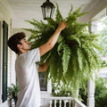 Artificial Boston Fern with UV-Stable Fronds and Flexible Shape, Indoor or Covered Outdoor Zanny Home