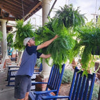 Artificial Boston Fern with UV-Stable Fronds and Flexible Shape, Indoor or Covered Outdoor Zanny Home