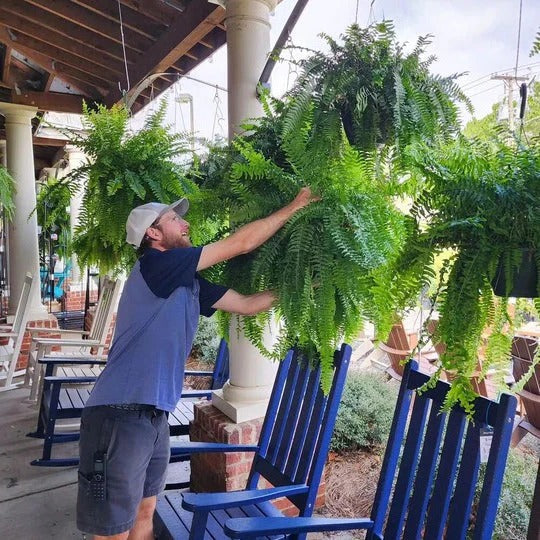 Artificial Boston Fern with UV-Stable Fronds and Flexible Shape, Indoor or Covered Outdoor Zanny Home